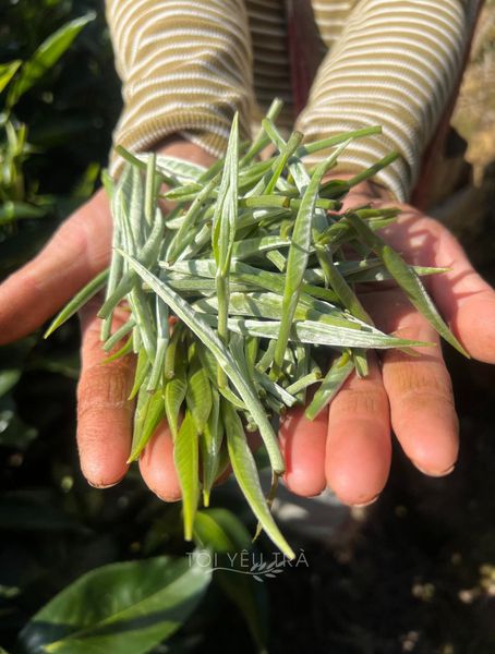 bạch trà shan tuyết cổ thụ