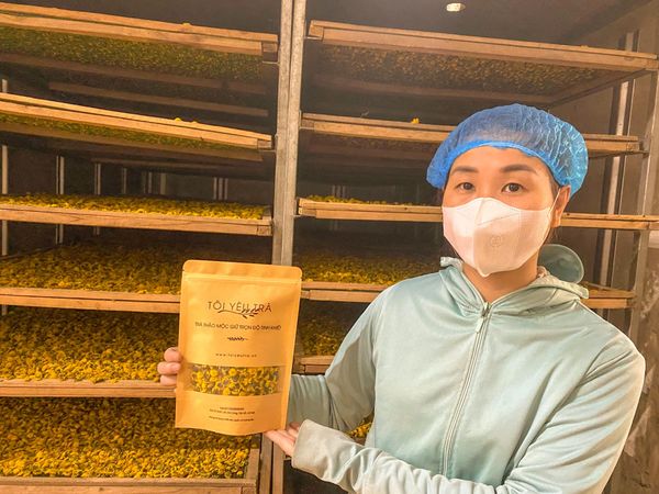 sản xuất trà hoa cúc chi hưng yên sấy lạnh