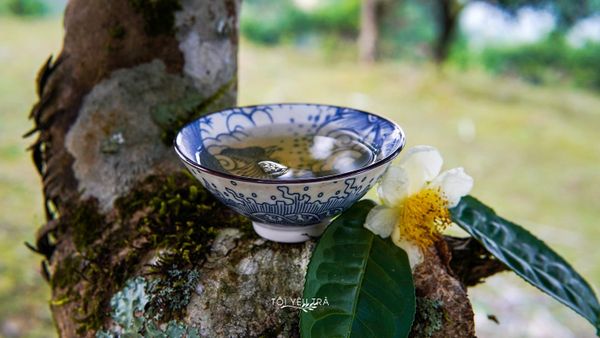 bach tra va luc tra khac nhau nhu nao