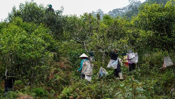 7 Cách Phân Biệt Trà Shan Tuyết Thật Giả Chuẩn Nhất