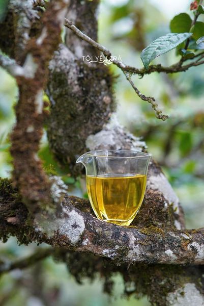 trà shan tuyết cổ thụ