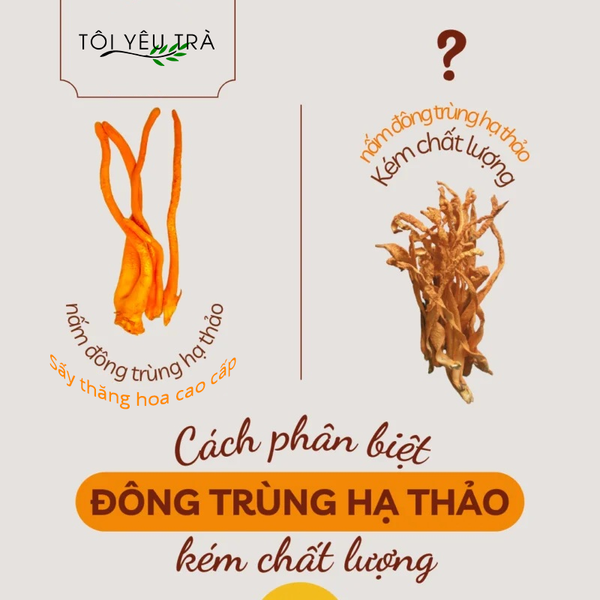 nấm đông trùng hạ thảo