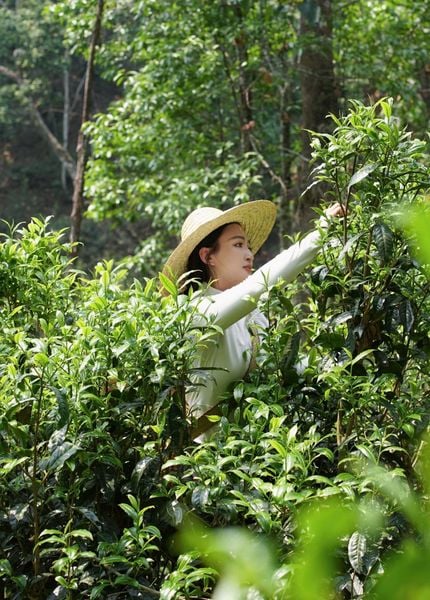 Hái chè shan tuyết trên Tây Côn Lĩnh
