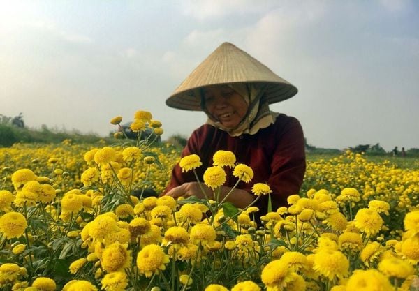 Trà Hoa Cúc Có Tác Dụng Gì? 7 Lợi Ích Cho Sức Khỏe
