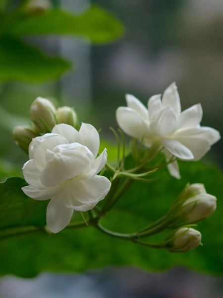 trà ướp hoa nhài tự nhiên