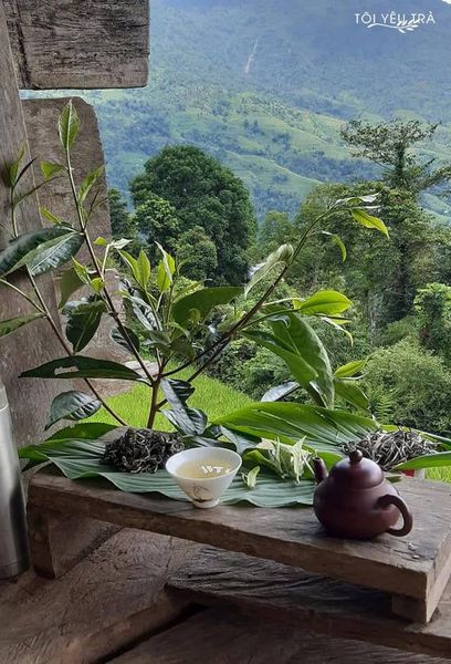 trà shan tuyết