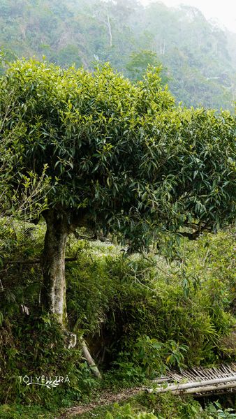 cây chè shan tuyết cổ thụ