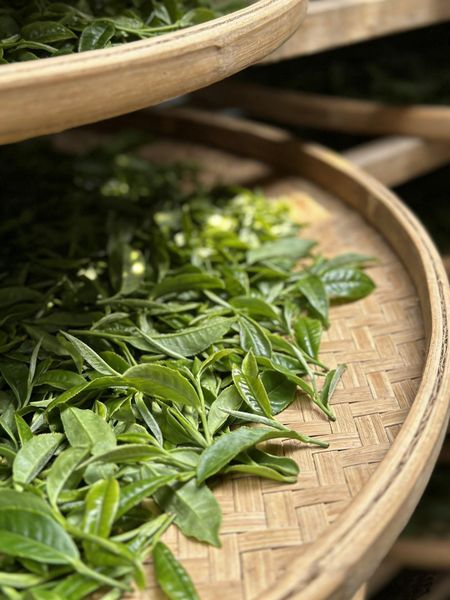 Trà Shan Tuyết Có Bao Nhiêu Loại? chế biến trà
