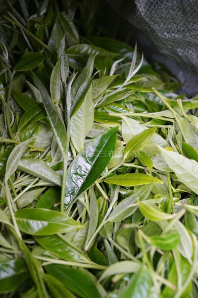 chè shan tuyết tươi