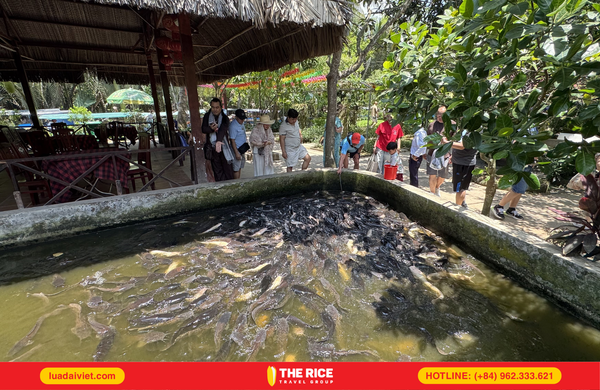 hồ cá trê