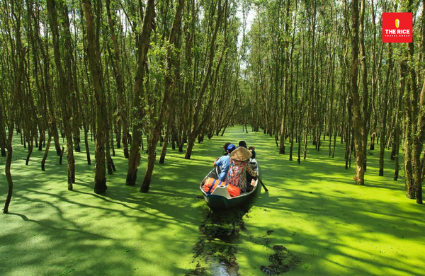 Tra Su Cajuput Forest, An Giang