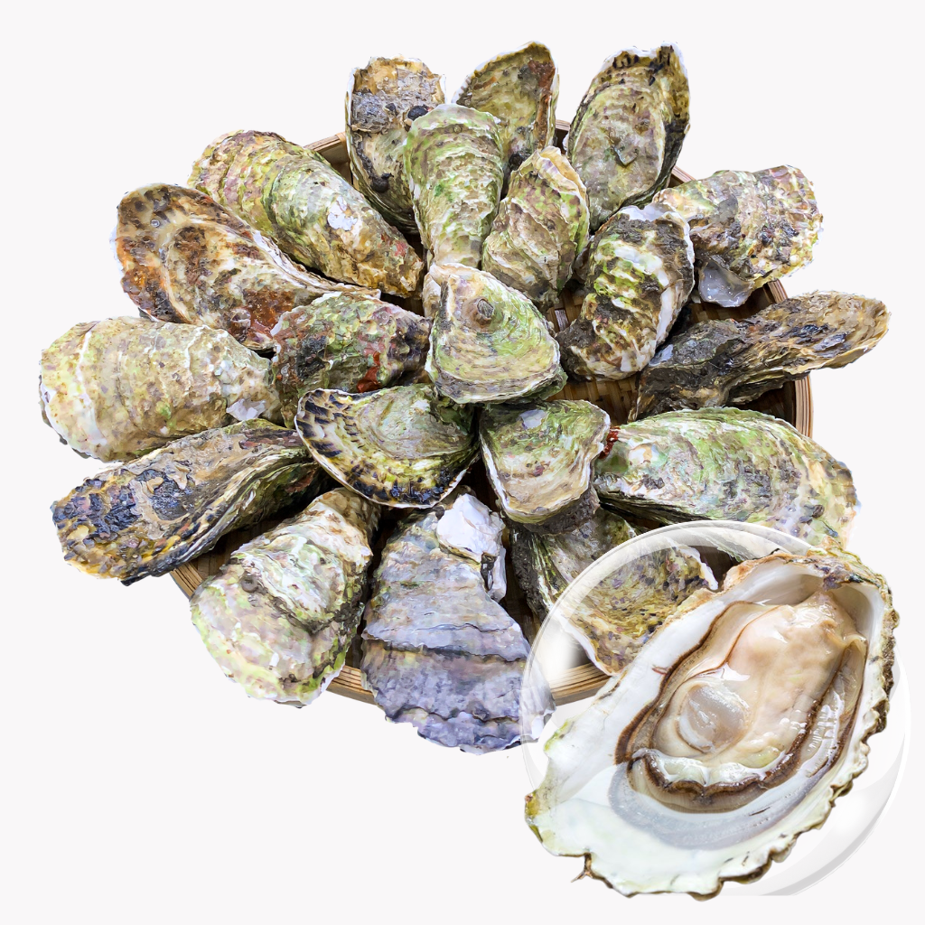 Hàu Sữa Giống Pháp
