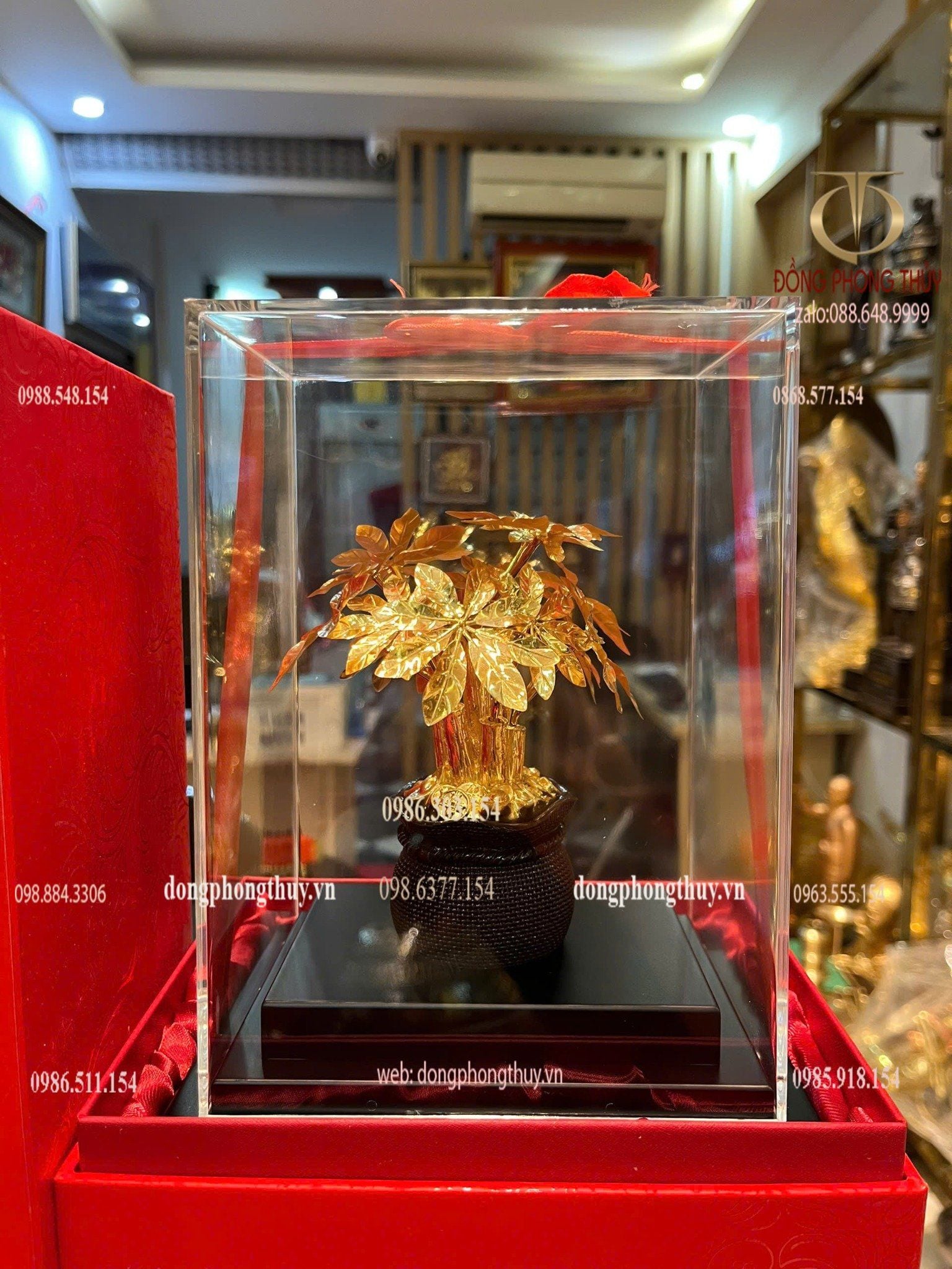 Cây kim tiền mạ vàng 24k