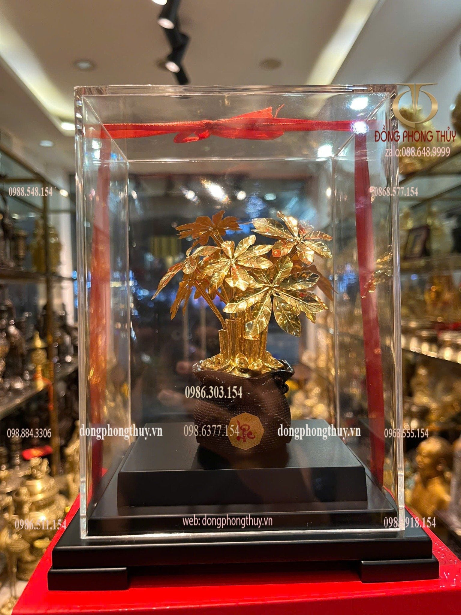 Cây kim tiền mạ vàng 24k