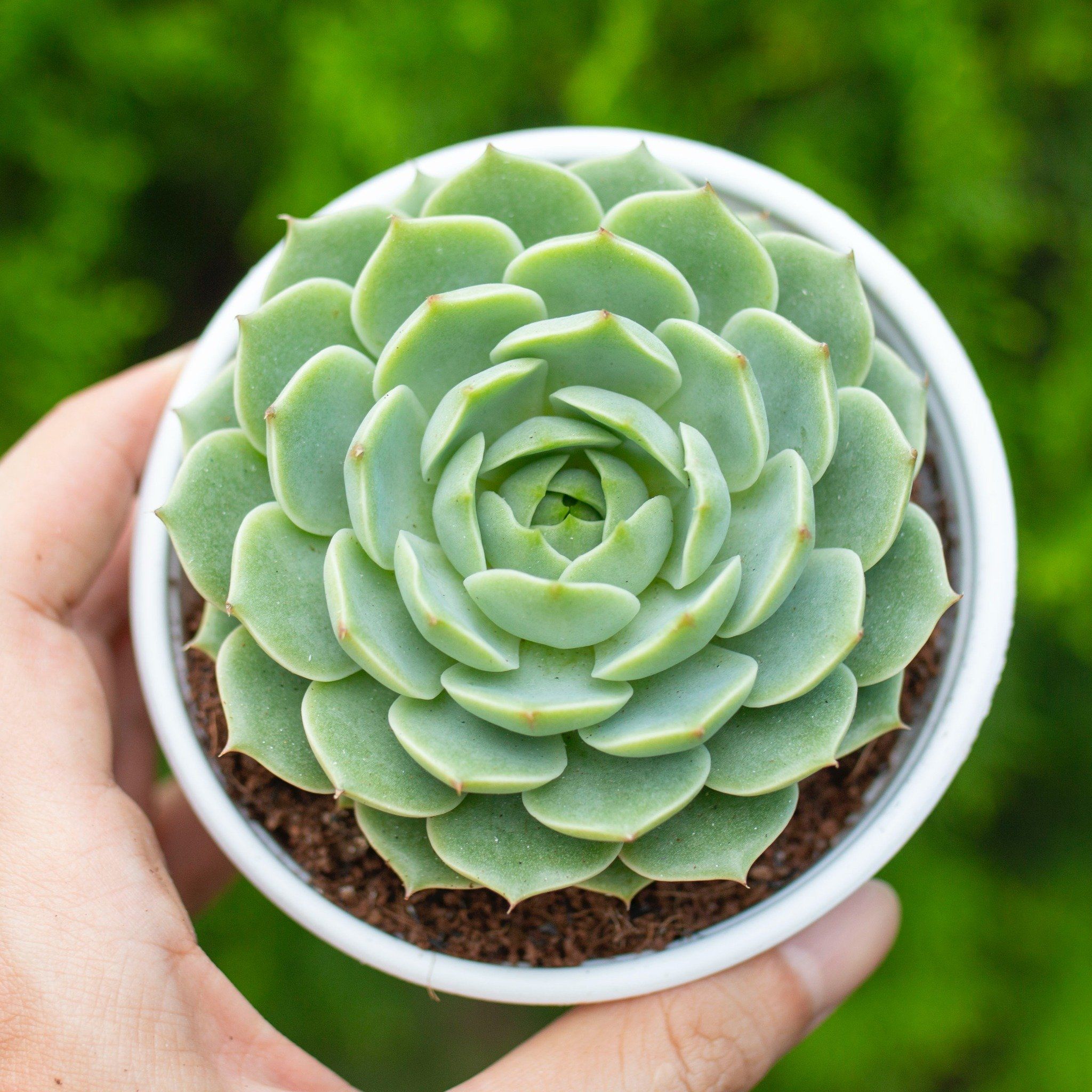 Sen đá hoa hồng xanh cỡ vừa 9-11cm (chậu nhựa)