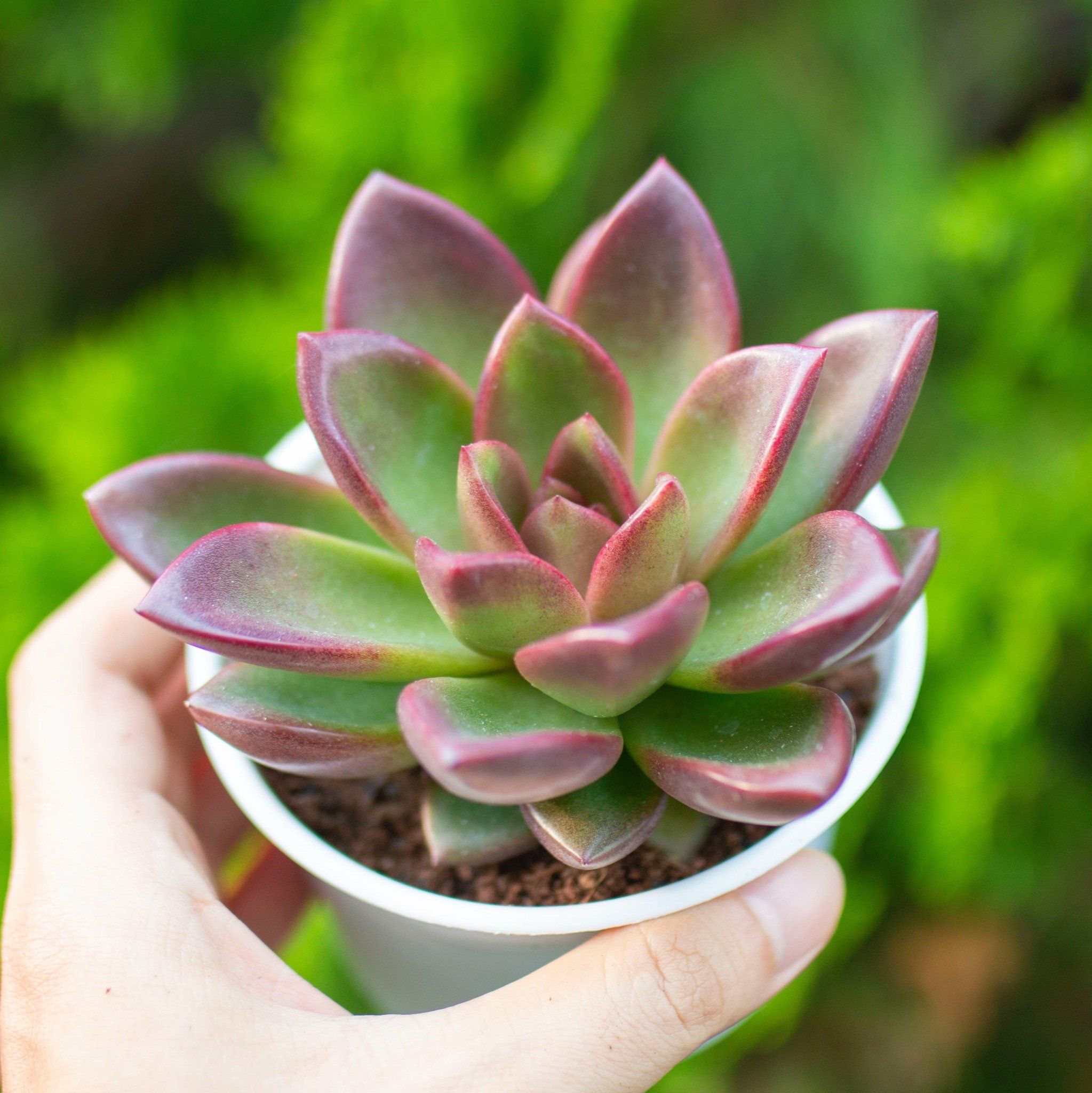 Sen đá đỏ lá nhọn cỡ vừa 9-11cm (chậu nhựa)