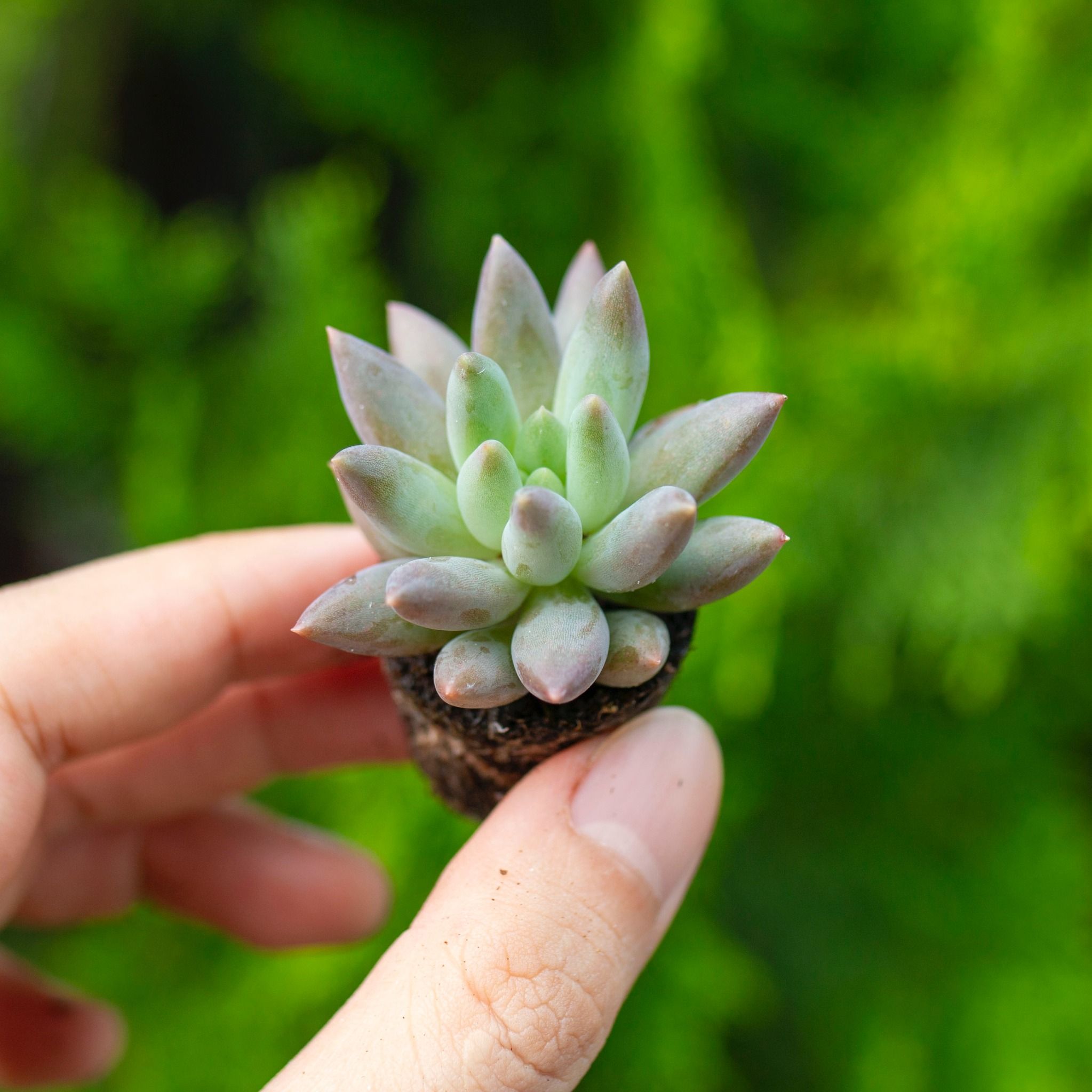 Sen đá sỏi tím nhọn mini 2-3cm (không chậu)