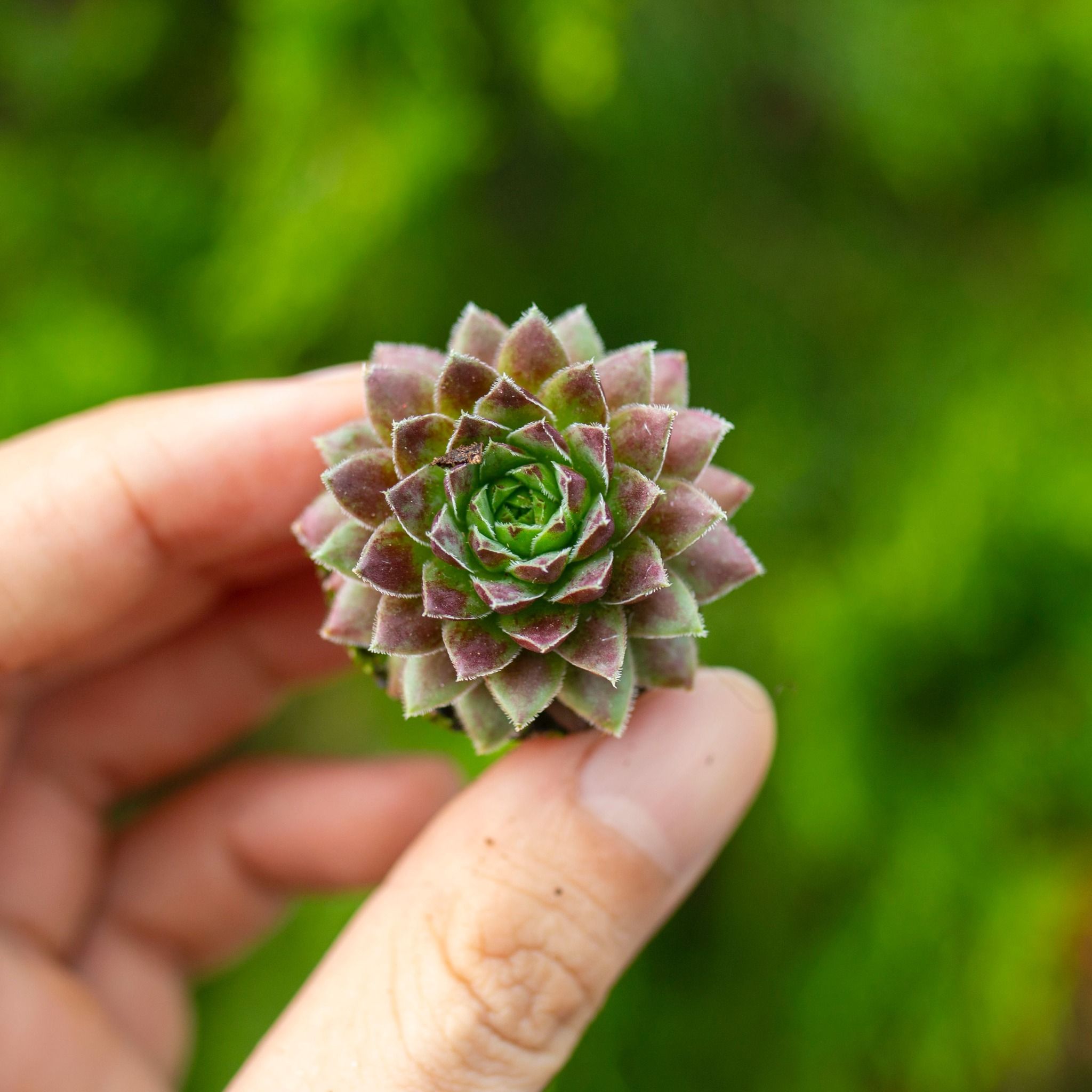 Sen đá phật bà đỏ mini 2-3cm (không chậu)