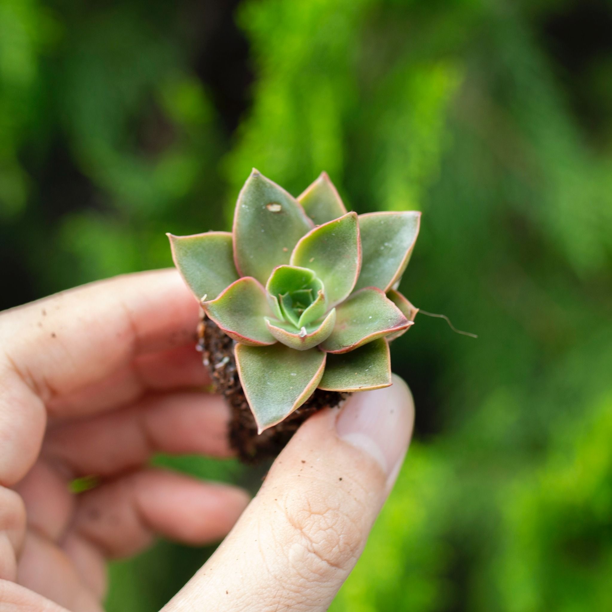 Sen đá nâu xoắn mini 2-3cm (không chậu)
