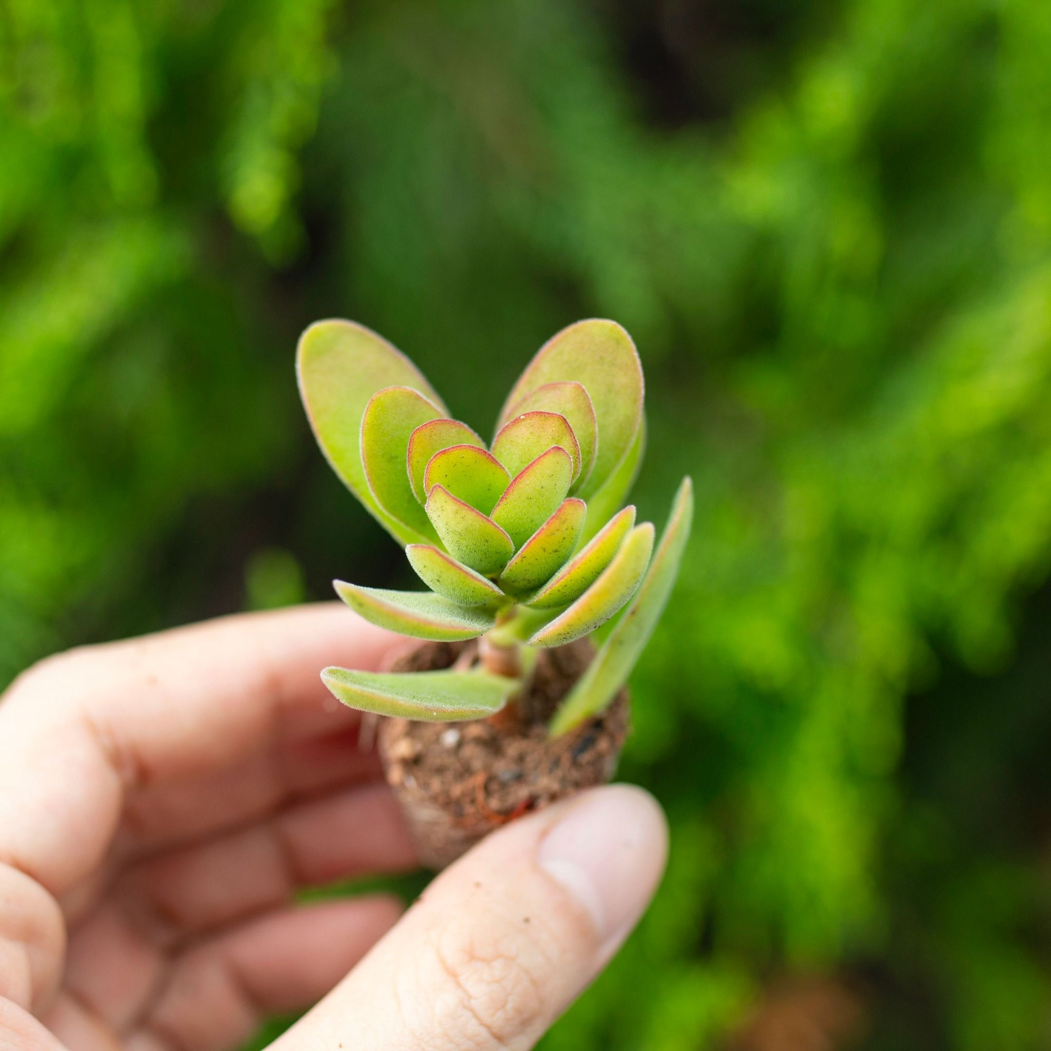 Sen đá cánh bướm xanh mini 2-3cm (không chậu)