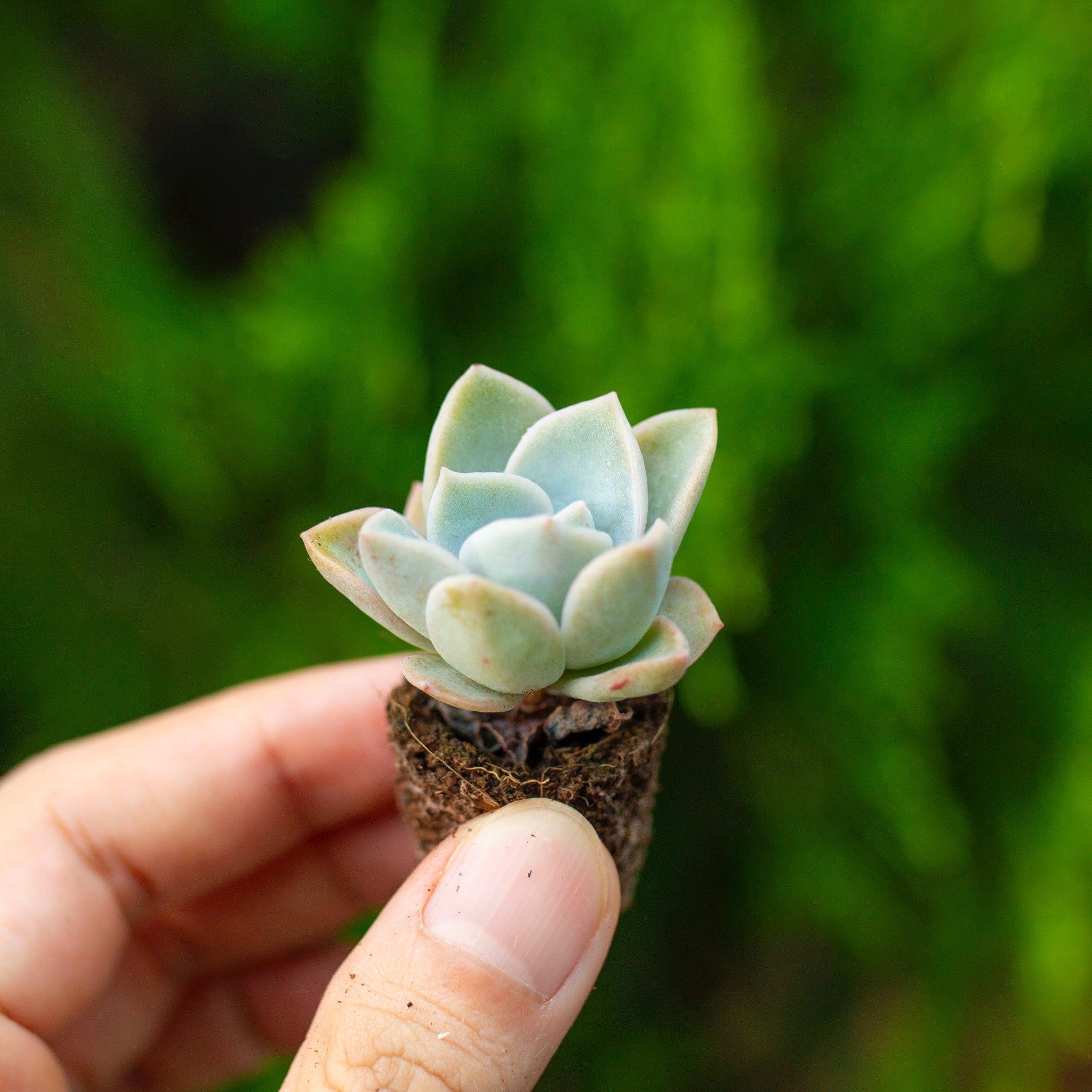 Sen đá hoa hồng hà lan mini 2-3cm (không chậu)