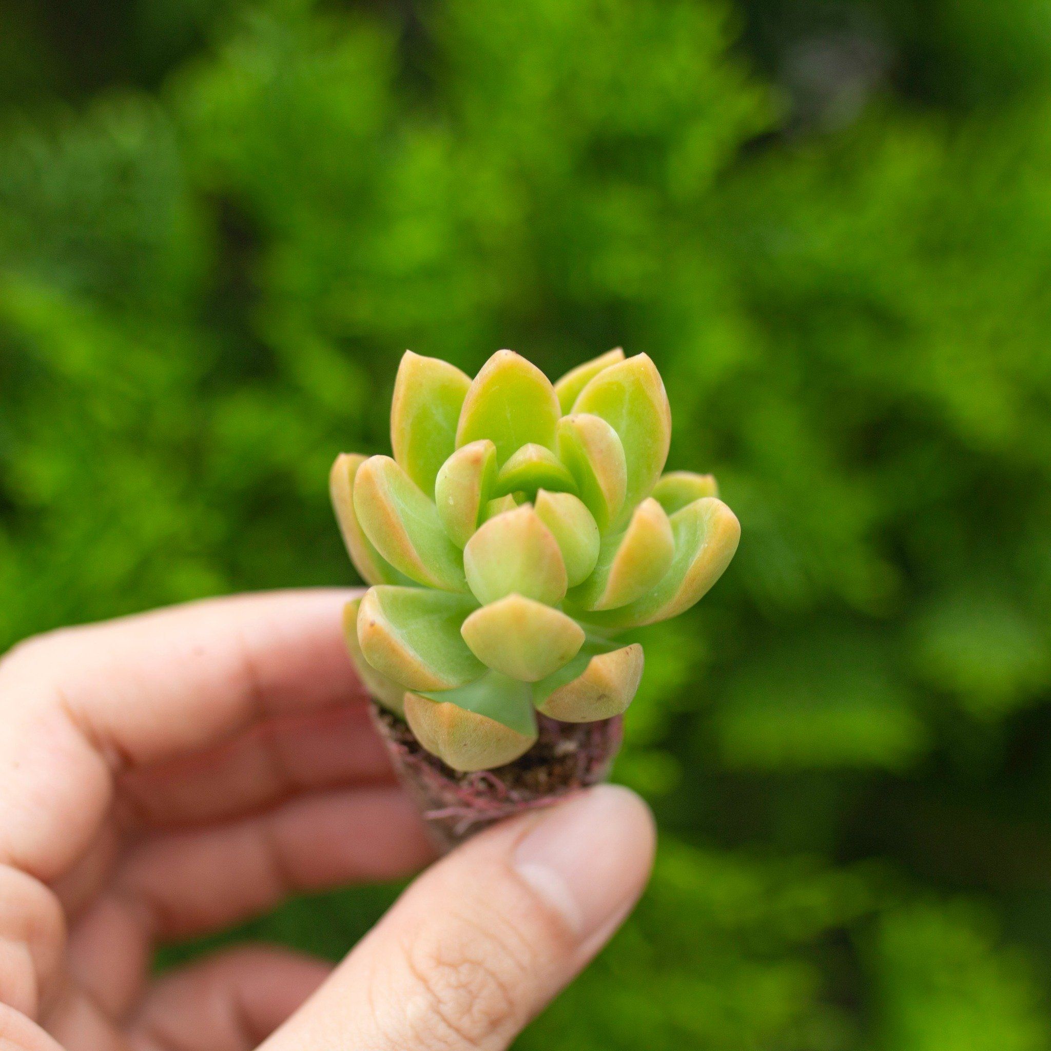 Sen đá cam mini 2-3cm (không chậu)