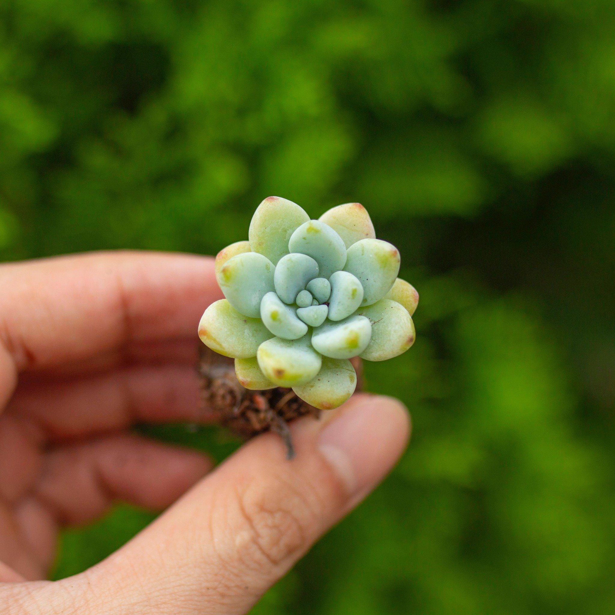 Sen đá sỏi thiên thanh mini 2-3cm (không chậu)