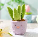 Chậu cây bông mini