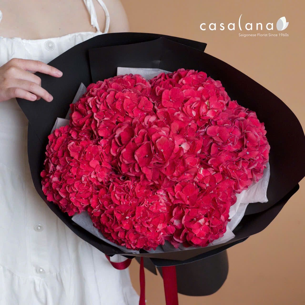 Hydrangea Ruby Red 7