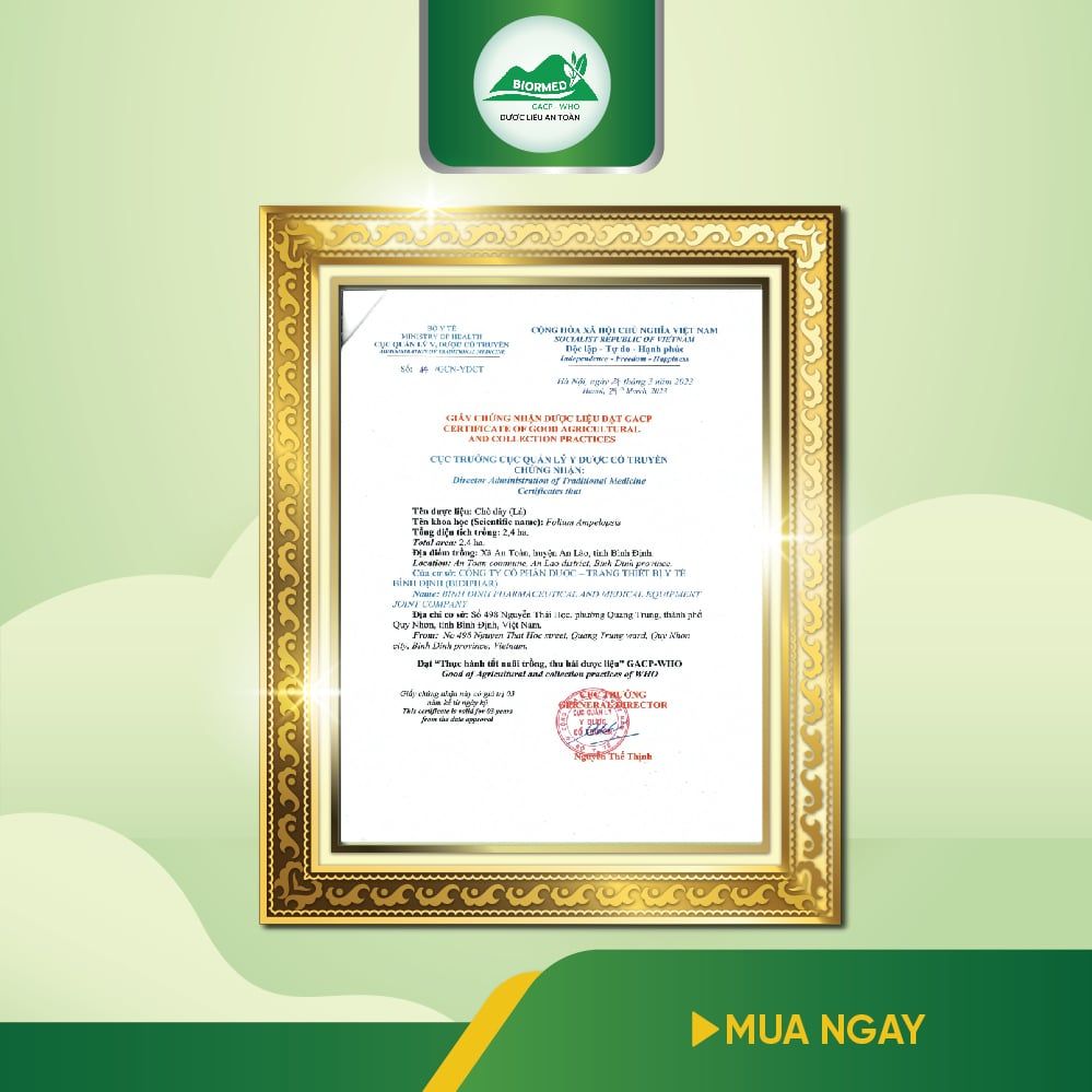 Trà Túi Lọc Chè Dây An Toàn Biormed 20 Gói