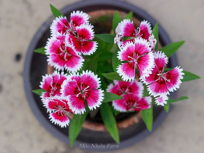 Hoa cẩm chướng