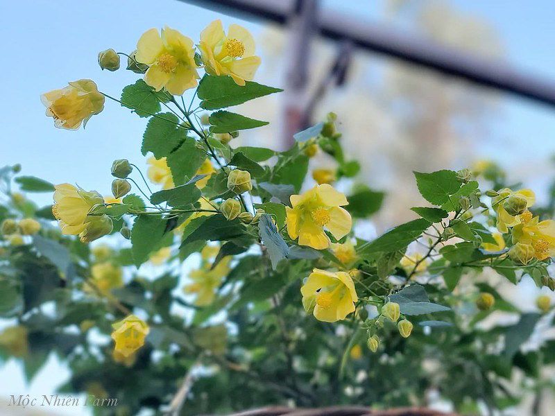 Hoa lồng đèn vàng A3