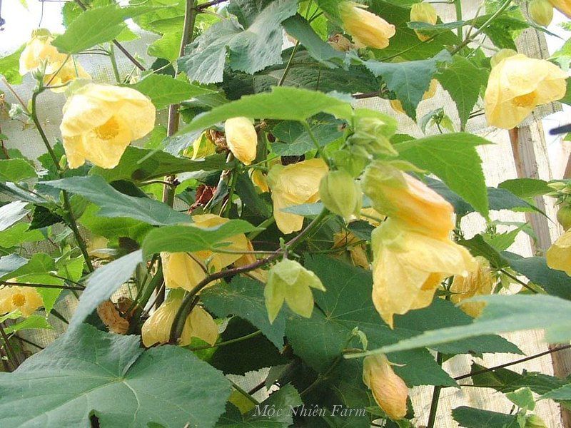 Hoa lồng đèn vàng A3