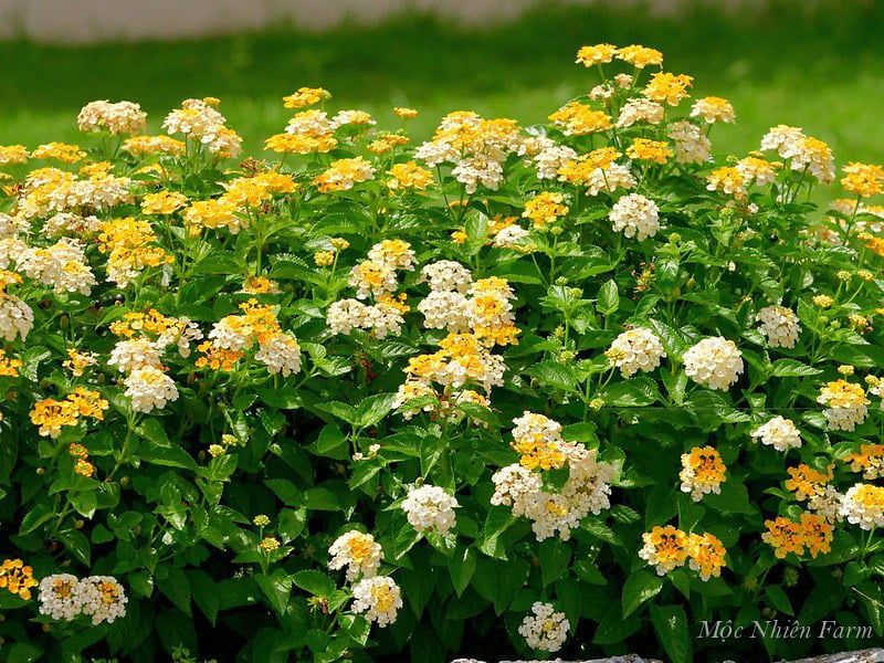 Hoa ngũ sắc vàng rủ S1