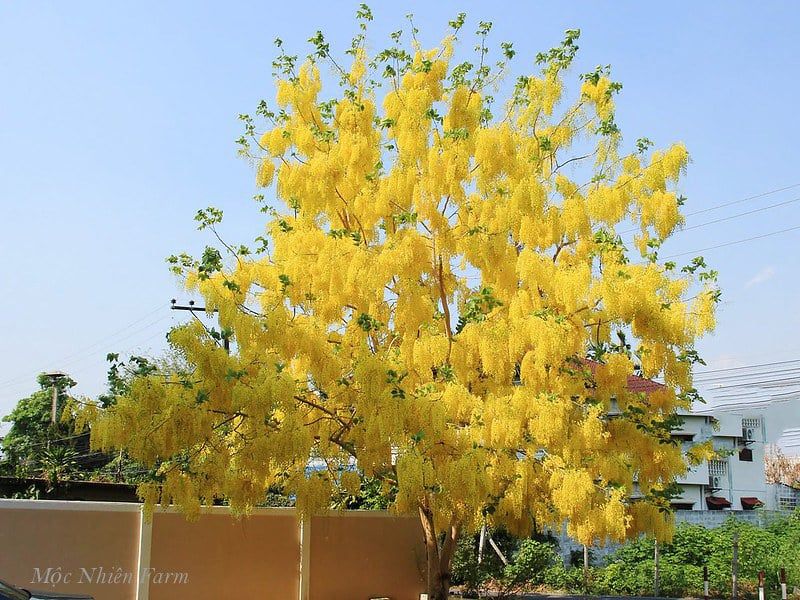 Muồng hoàng yến vàng