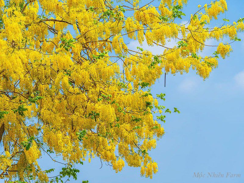 Muồng hoàng yến vàng