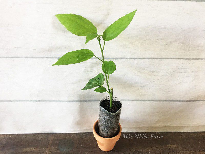 Hoa râm bụt hồng đơn Y2