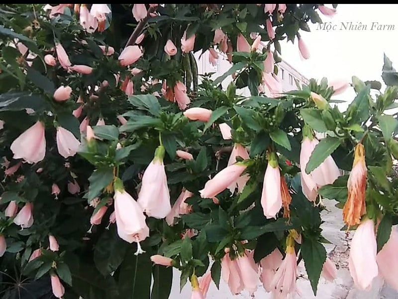 Hoa râm bụt hồng đơn Y2