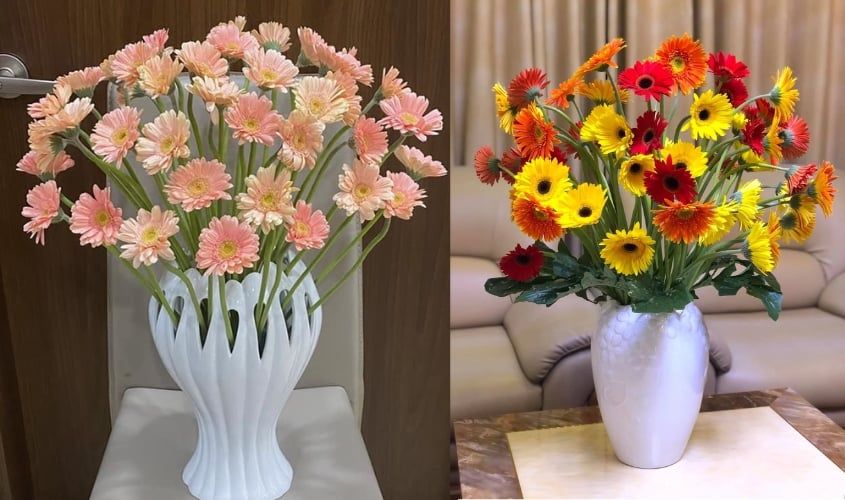 Hoa Đồng Tiền - Hoa Cắt Cành