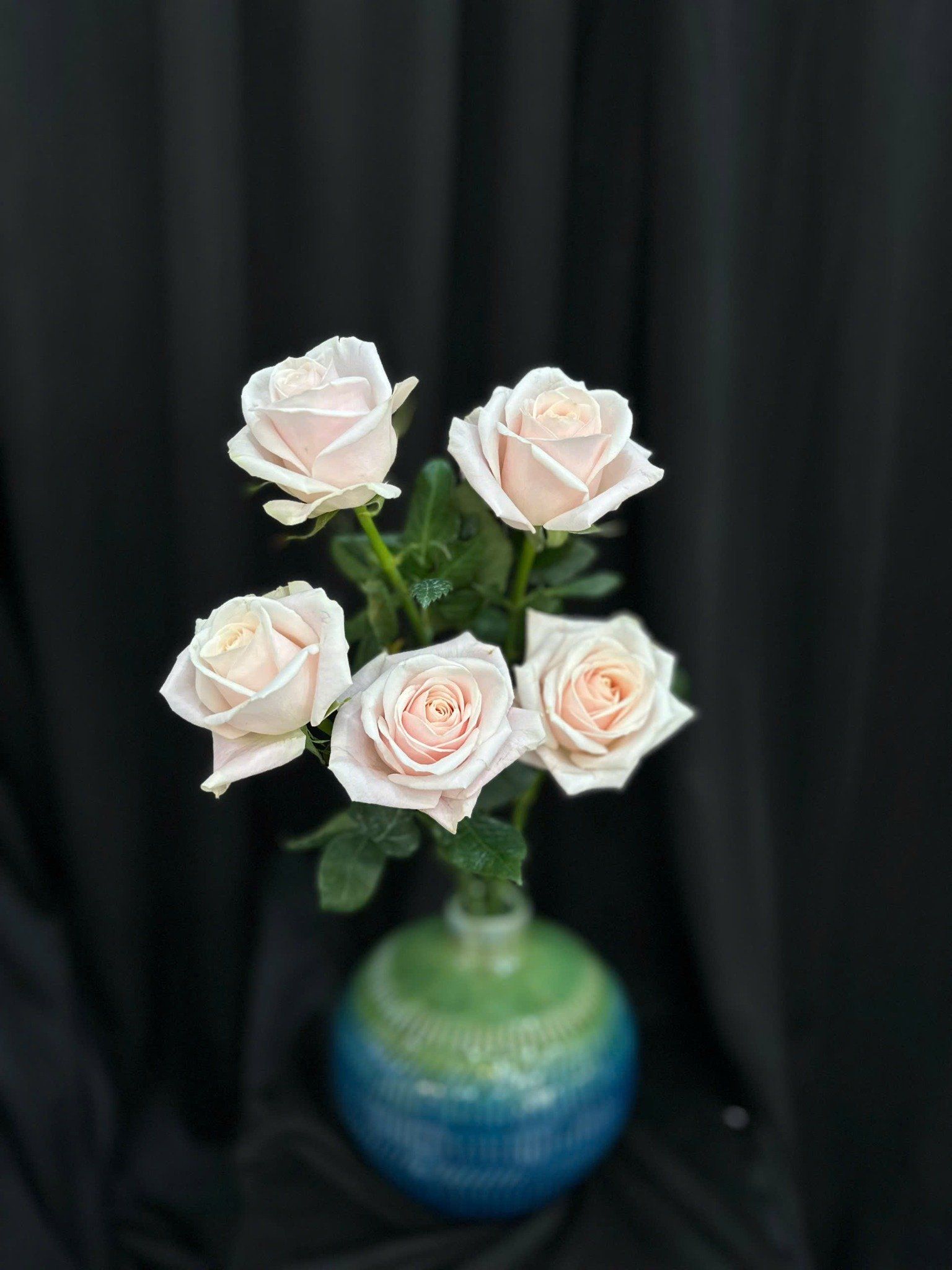 Hoa Hồng Pastel - Hoa Cắt Cành