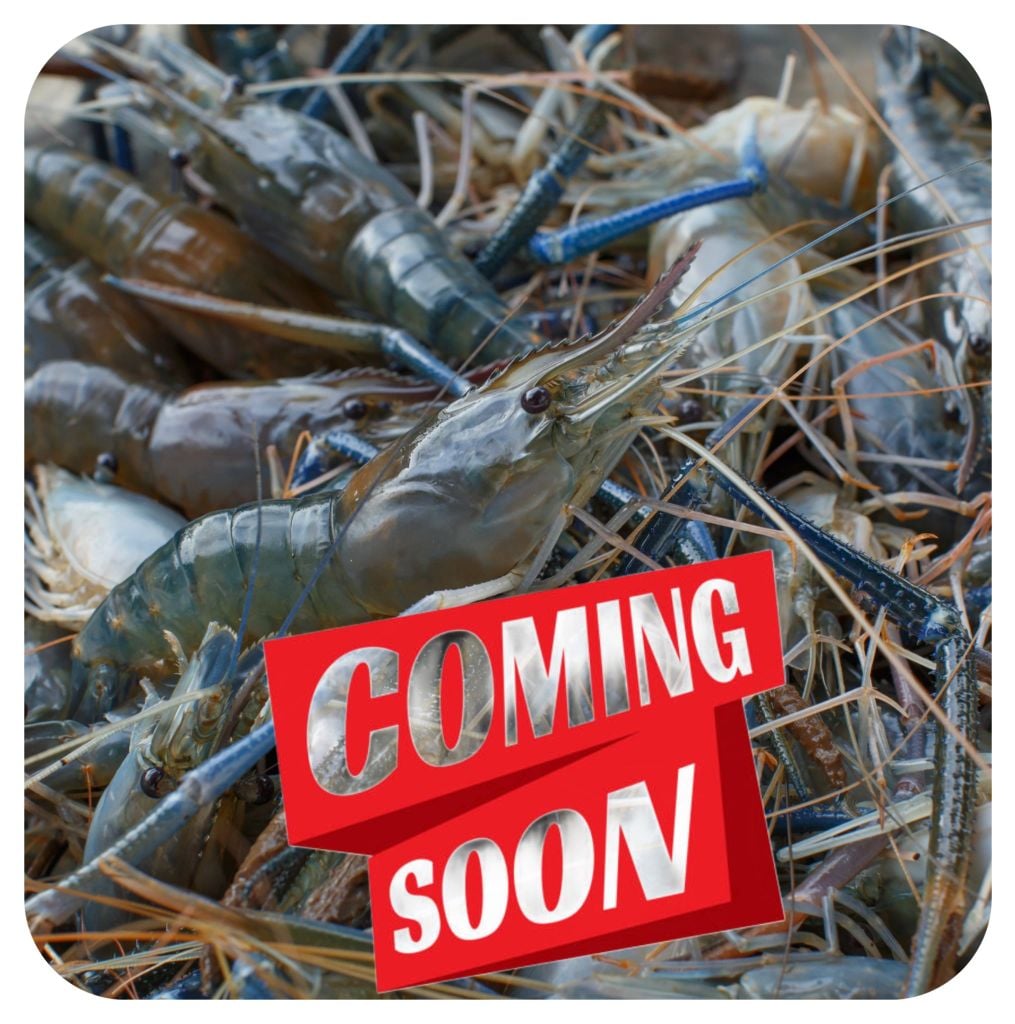 Tôm Càng Nguyên Con