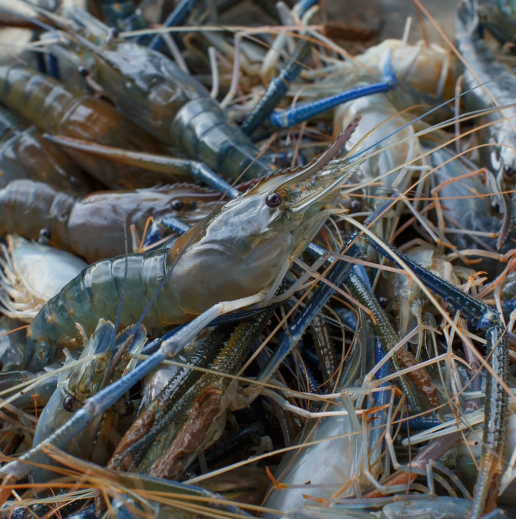 Tôm Càng Nguyên Con