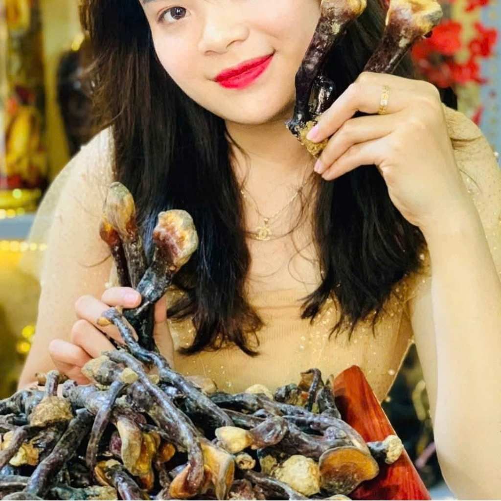 Nấm Lim Xanh Rừng Tự Nhiên BKNHVN-9021
