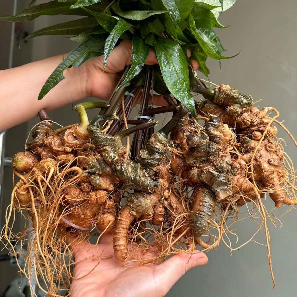 Sâm Tươi Già Xanh Rêu Củ Đại 5 Củ 1 Kg BKNHVN-9023