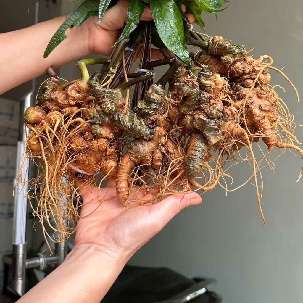 Sâm Tươi Già Xanh Rêu Củ Đại 5 Củ 1 Kg BKNHVN-9023