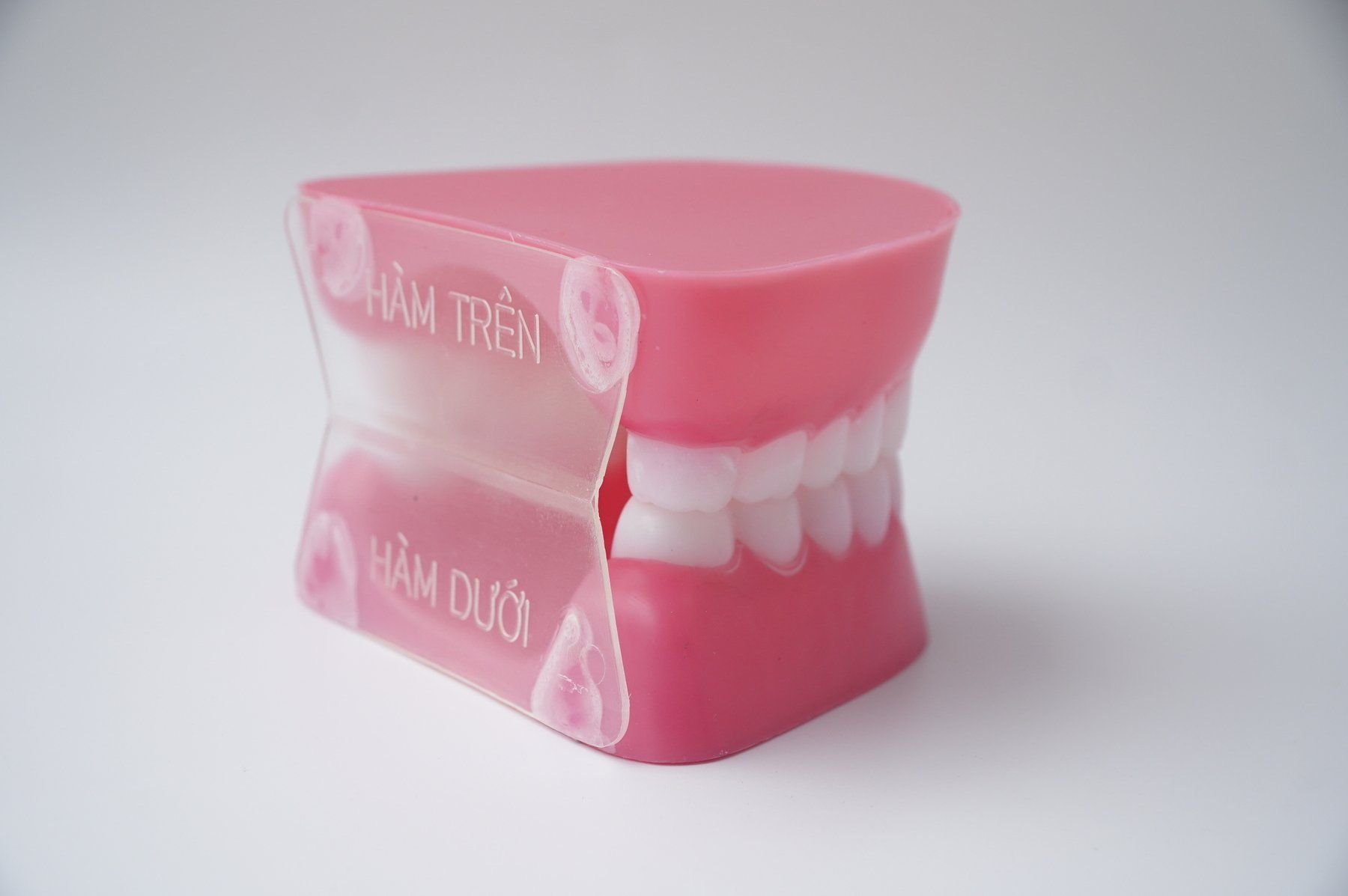 Mô hình hàm răng giả, đồ chơi hàm răng giả dạy bé tập đánh răng - Nhiều cỡ