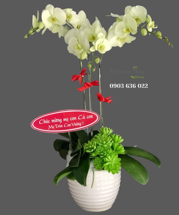 Chậu Lan Hồ Điệp 3 Cành - S984