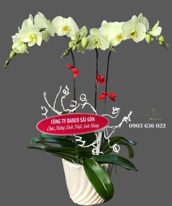 Chậu Lan Hồ Điệp Xanh Bơ - S978