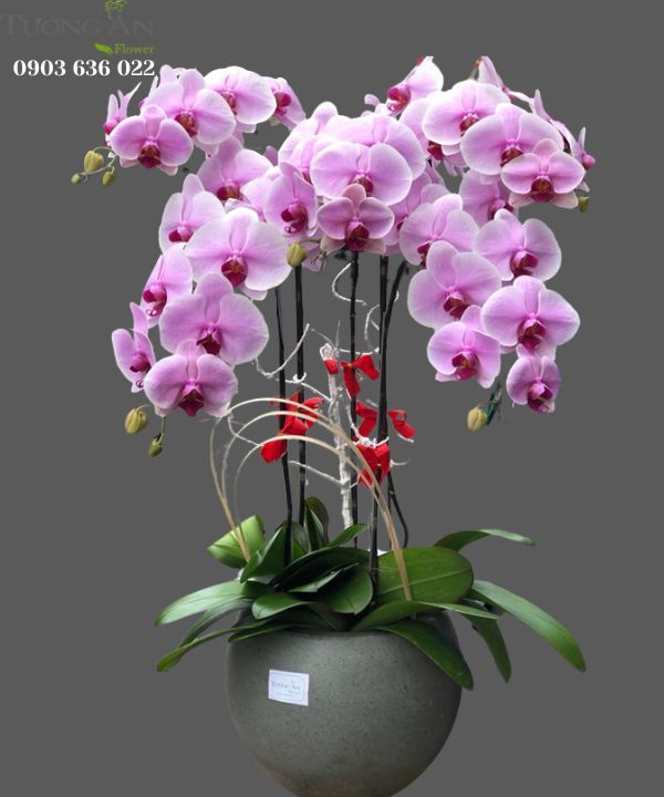 Chậu 5 Cành lan Hồ Điệp Hồng - S851