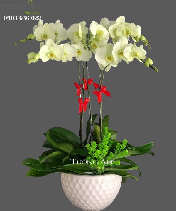 Chậu 5 Cành Lan Hồ Điệp Xanh Bơ - S891